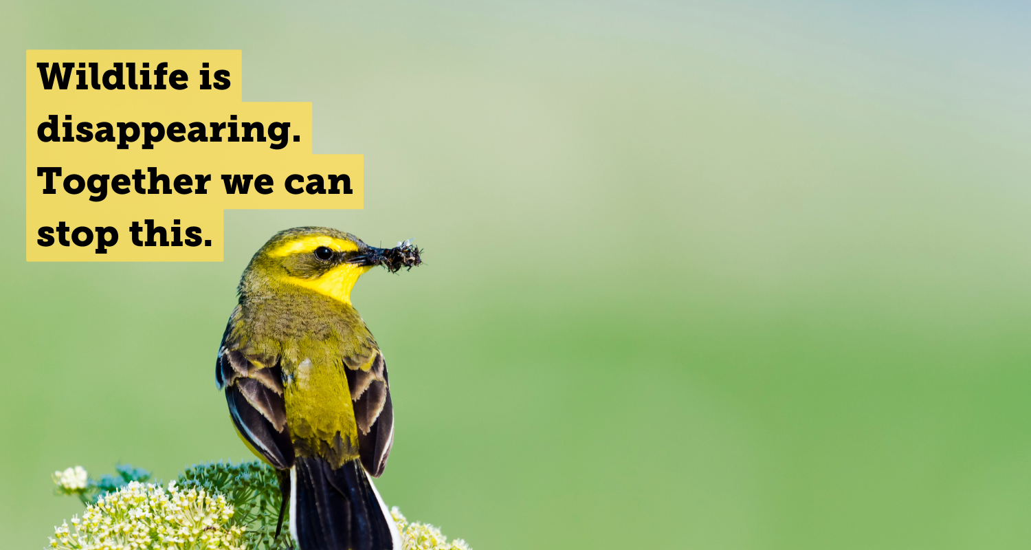 Stop pesticides destroying wildlife Soil Association